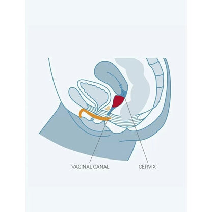 FUN FACTORY - FUN COUPE VAGINALE TAILLE B UVS